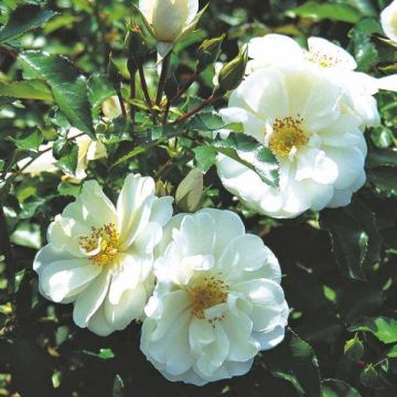 Rosa tappezzante Schneeflocke-Plus Rampicante