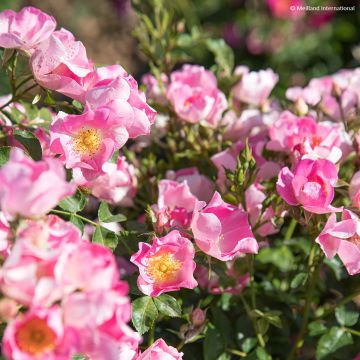 Rosa polyantha Friendly Pink