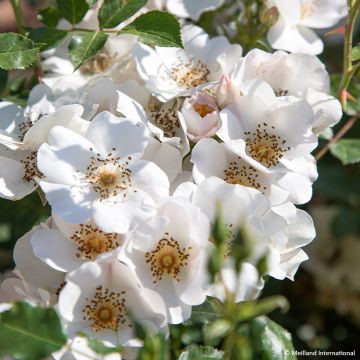 Rosa polyantha Friendly Sweet