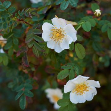 Rosa pimpinellifolia - Rosa botanico