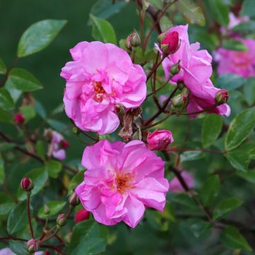 Rosa polyantha Louis Blériot