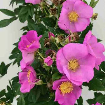 Rosa rugosa Jam-a-licious