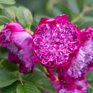 Rosa rugosa Pompom Perfume