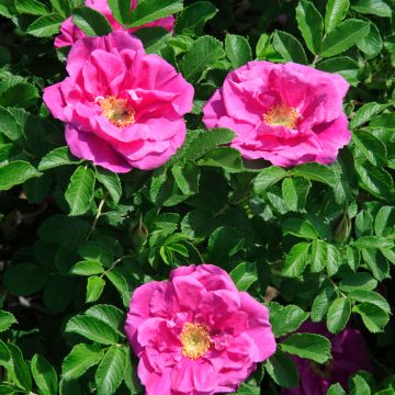 Rosa rugosa Roseraie de l'Haÿ