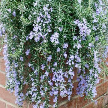 Rosmarinus officinalis Blue Cascade - Rosmarino