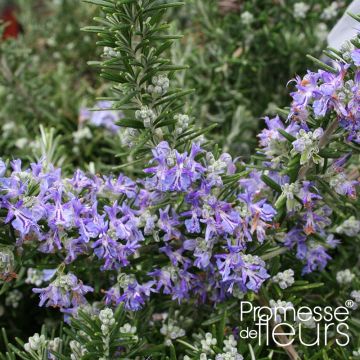 Rosmarinus officinalis Pointe du Raz - Rosmarino