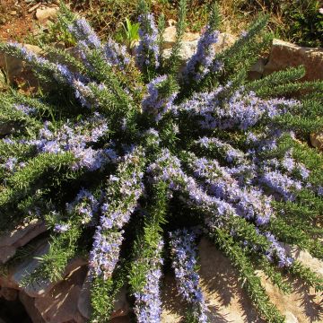 Rosmarinus officinalis Prostratus - Rosmarino