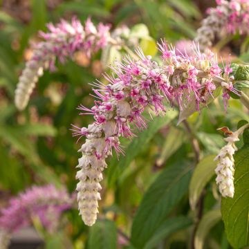 Rostrinucula dependens