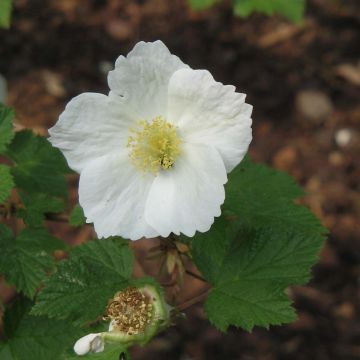 Rubus tridel Benenden - Rovo ornamentale