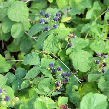 Rovo bluastro - Rubus caesius