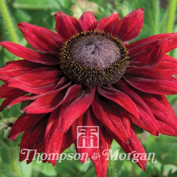 Rudbeckia hirta Cherry Brandy (semi)