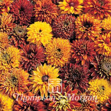 Rudbeckia hirta Cherokee Sunset