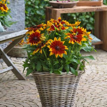 Rudbeckia hirta Sunbeckia Mia