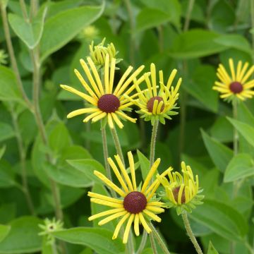 Rudbeckia subtomentosa Henry Eilers