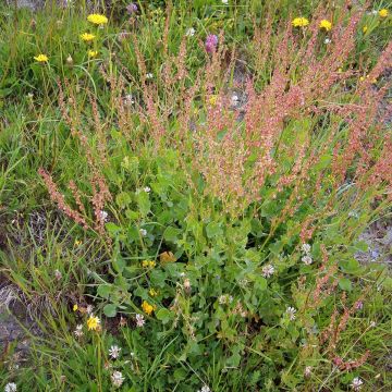 Rumex scutatus - Romice scudato