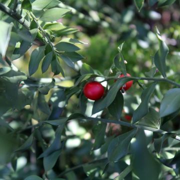 Ruscus aculeatus - Ruscolo pungitopo