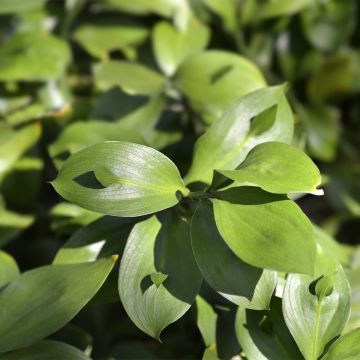 Ruscus hypoglossum - Ruscolo maggiore