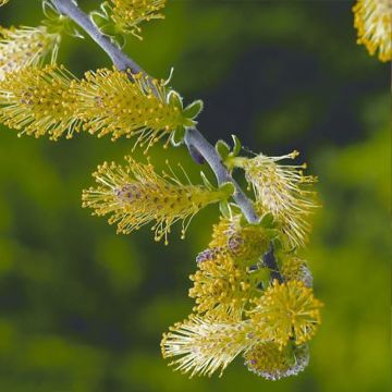 Salix repens Armando - Salice strisciante