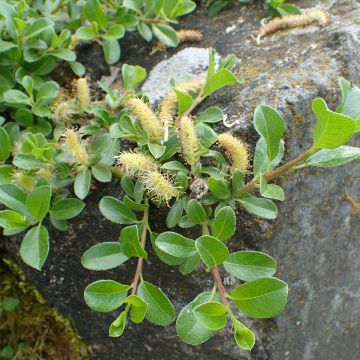 Salix simulatrix