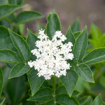 Sambuco nero var. albida