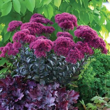 Sedum telephium Thunderhead