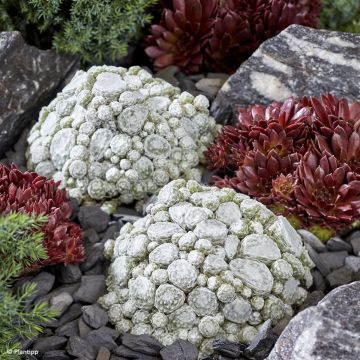 Sempervivum arachnoideum Colorockz Arctic White - Semprevivo ragnateloso