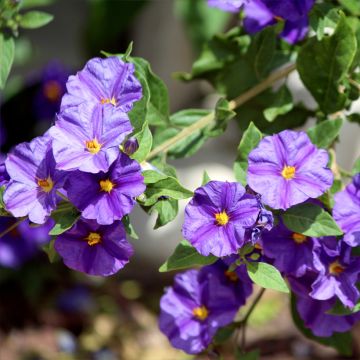 Solanum rantonnetii