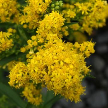 Solidago cutleri - Verga d'oro