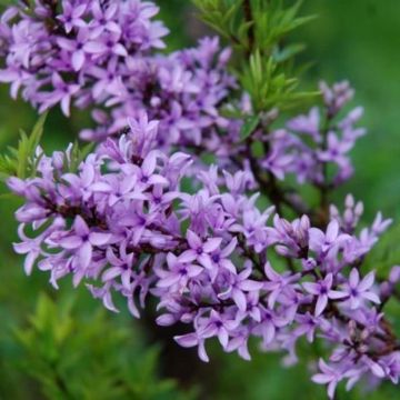 Syringa afghanica - Lillà