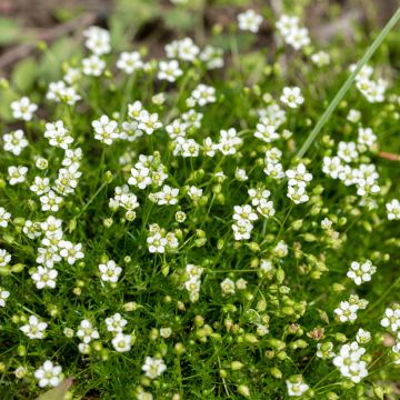 Sagina subulata - Muschio irlandese