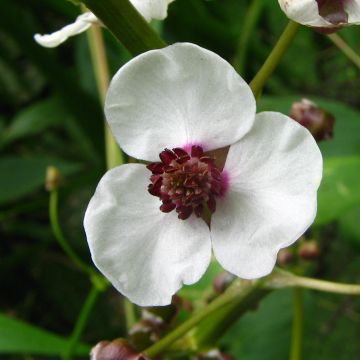 Sagittaria sagittifolia - Sagittaria comune