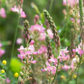 Onobrychis viciifolia (sovescio) - Lupinella comune