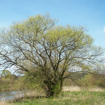 Salix alba - Salice bianco