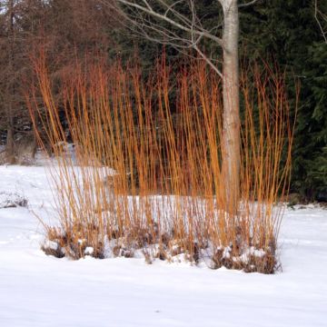 Salix alba Chermesina - Salice bianco