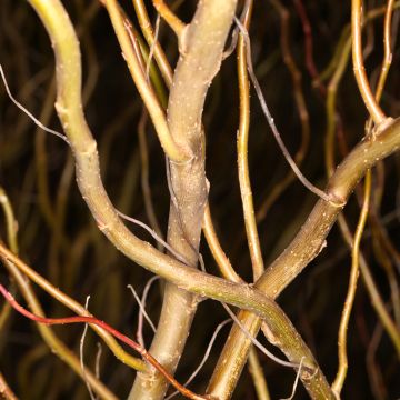 Salix alba Dart's Snake