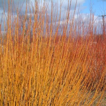 Salix alba var. Vitellina - Salice bianco