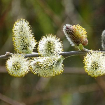 Salix caprea - Salice delle capre