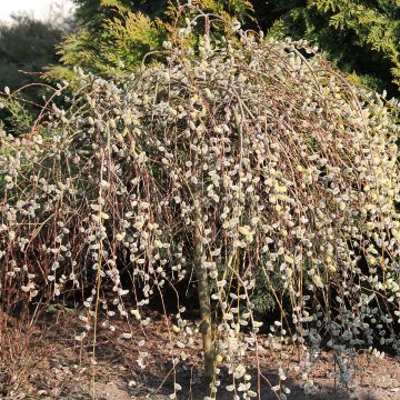 Salix caprea Curly Locks - Salice delle capre piangente