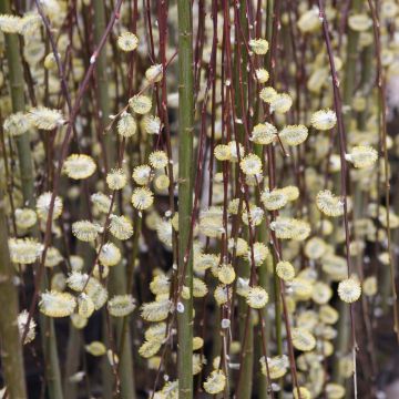 Salix caprea Kilmarnock - Salice delle capre