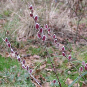 Salix gracilistyla Mount Aso - Salice rosa