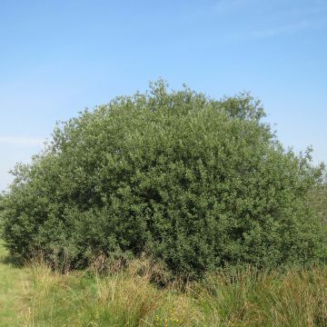 Salix cinerea - Salice cinereo