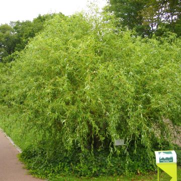 Salix erythroflexuosa