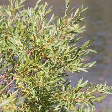 Salix exigua