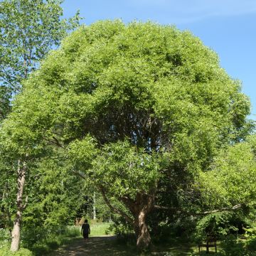 Salix fragilis Bullata - Salice fragile