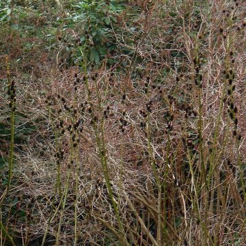 Salix gracilistyla