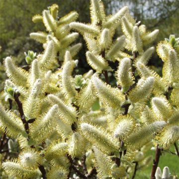 Salix hastata Wehrhahnii - Salice astato