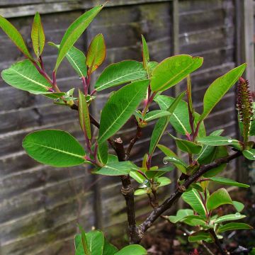 Salix magnifica