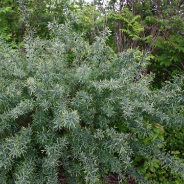 Salix purpurea Nana - Salice rosso nano