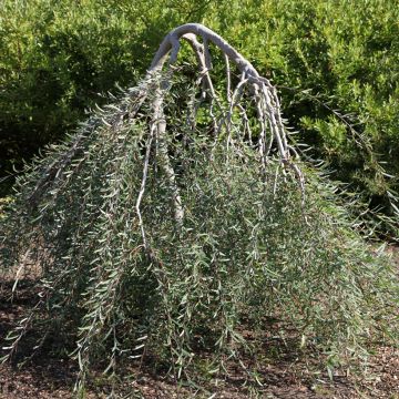 Salix purpurea Pendula - Salice rosso