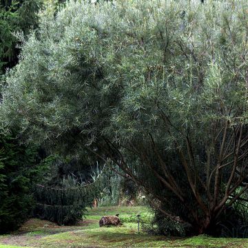 Salix rosmarinifolia - Salice rosmarinifoglio